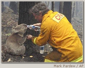 Koala Rescued In Charred Australia